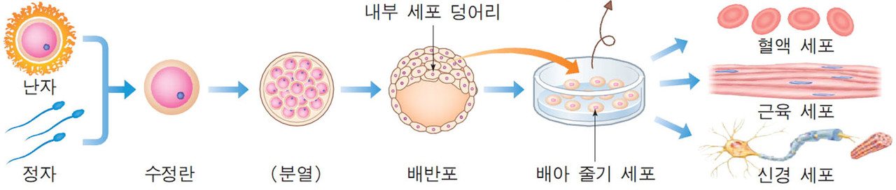 난자·정자 → 수정란 → 배반포 → 배아 줄기 세포 → 혈액·근육·신경 세포 흐름 도식