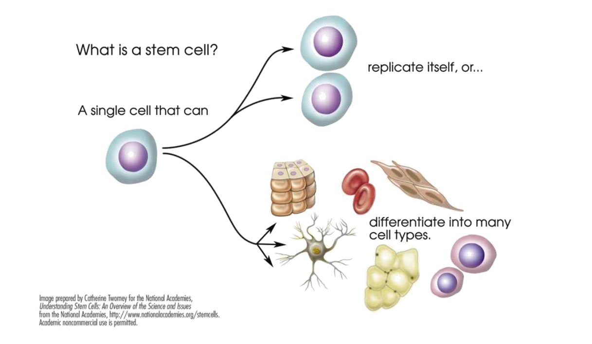 What is a stem cell? — 줄기세포가 스스로 복제하거나 여러 세포로 분화하는 영문 도식