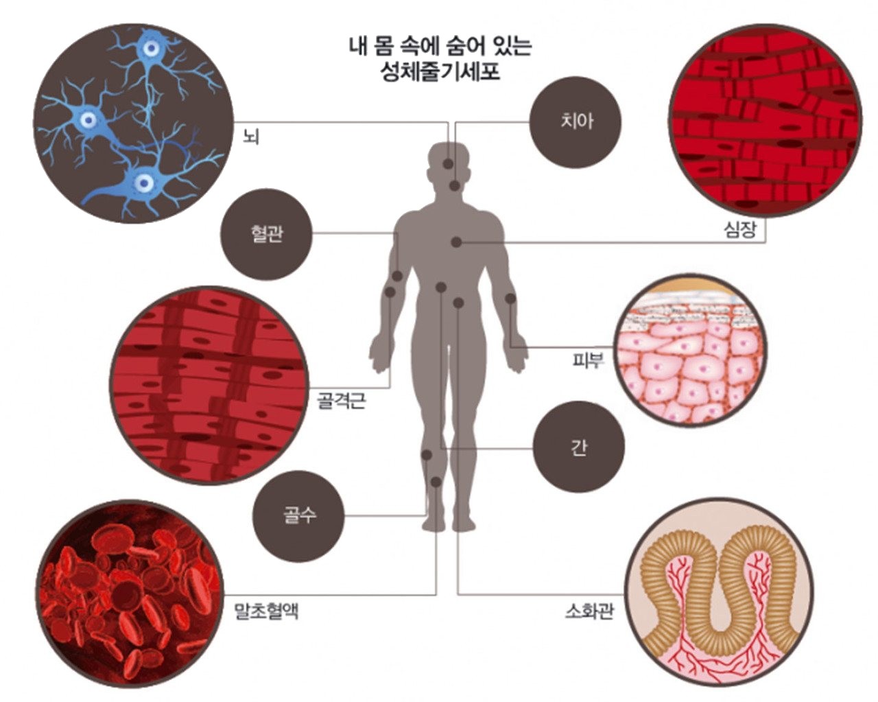 내 몸 속에 숨어 있는 성체줄기세포 — 사람 몸 실루엣과 뇌·치아·혈관·심장·골격근·피부·간·골수·말초혈액·소화관