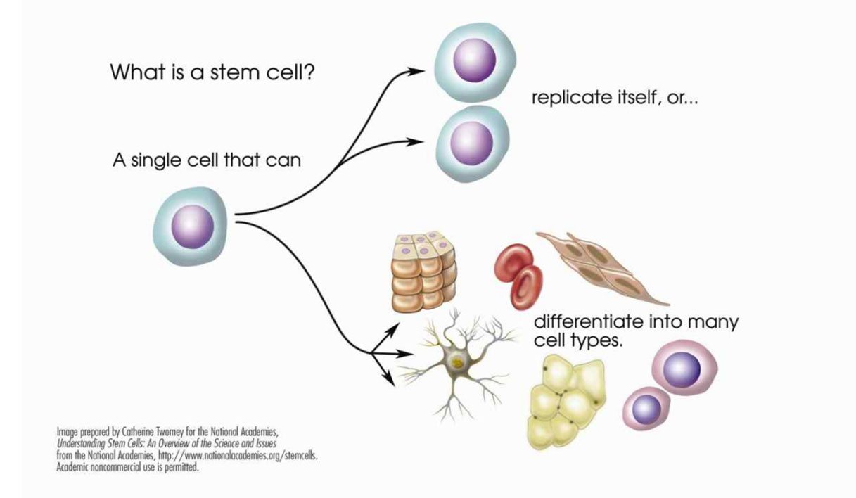What is a stem cell? — 줄기세포가 스스로 복제하거나 여러 세포로 분화하는 영문 도식